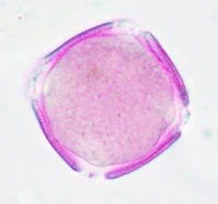 a square shaped pollen, fuchsin stained, with four white corners showing the short furrows