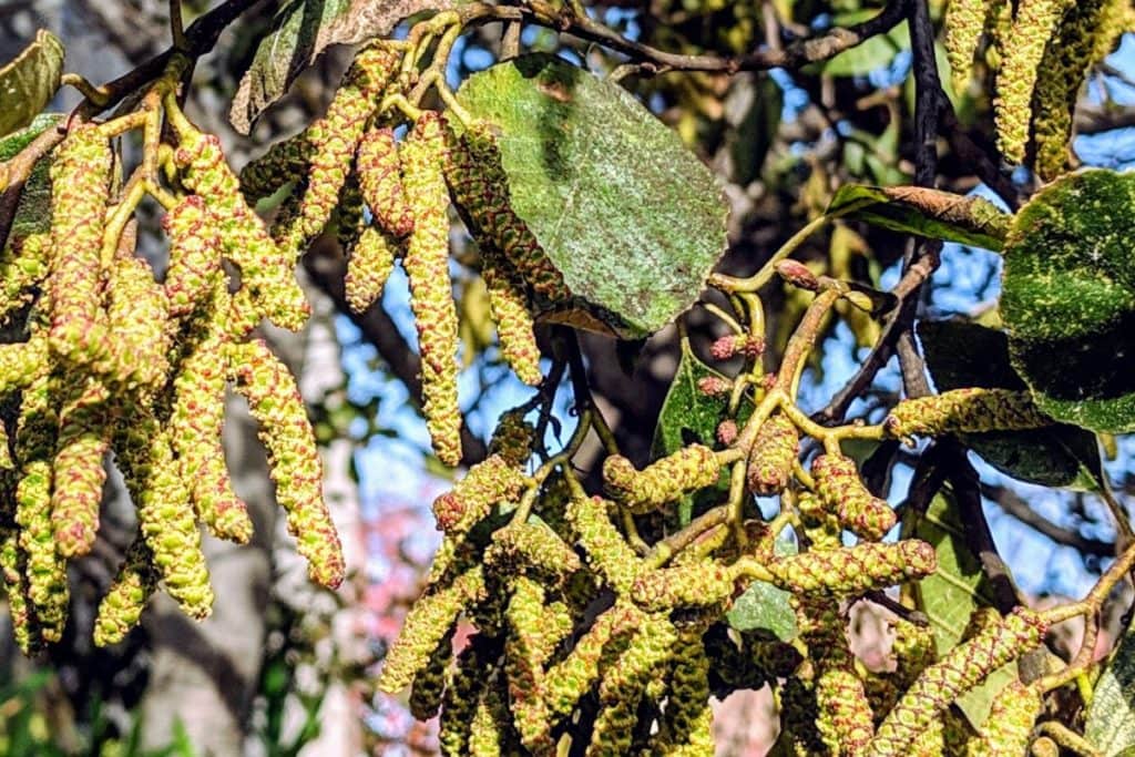 Alder tree allergy (Alnus) a complete guide w/ photos. » Allerma™
