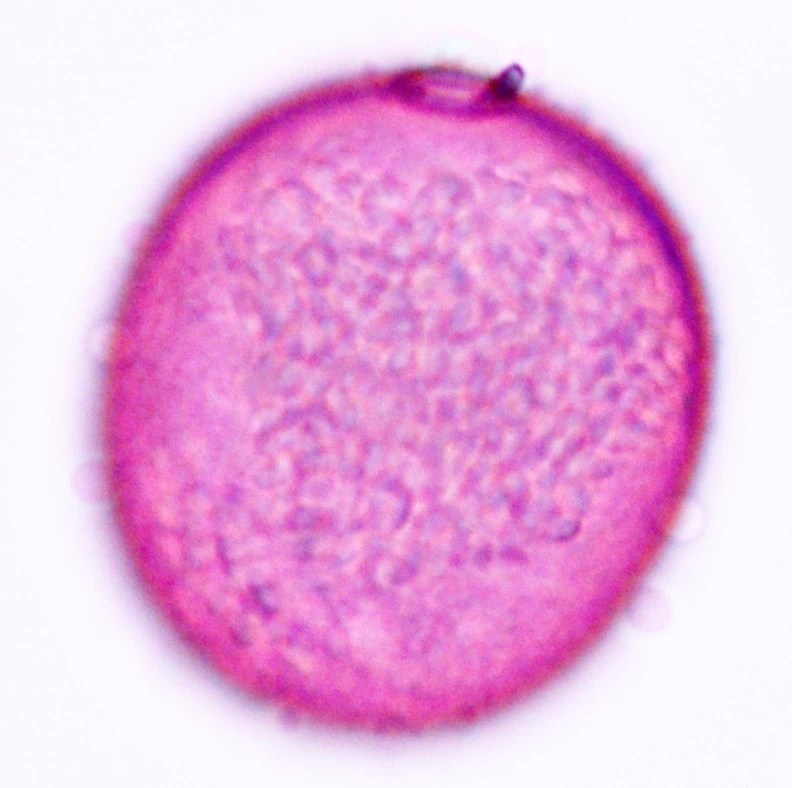 Round spheroidal shaped grass pollen with single pore. Stained dark pink.