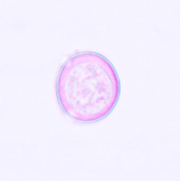 A small, lightly stained pollen with three pores.