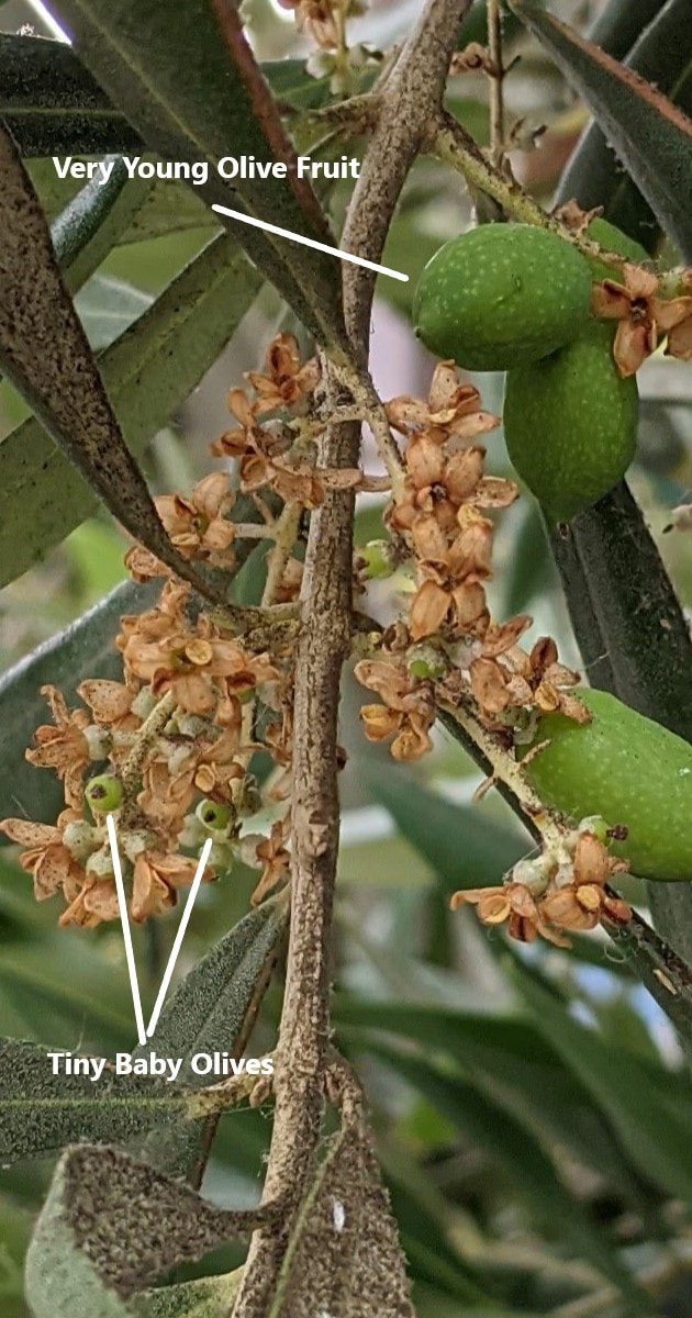 Olive tree allergy a complete guide w/ photos. » Allerma™