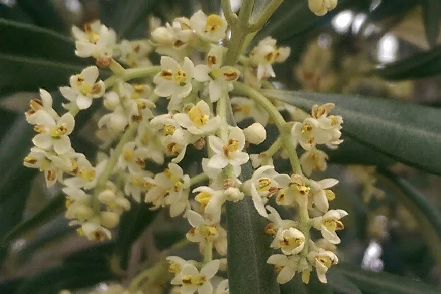Flowers of olive with yellow center