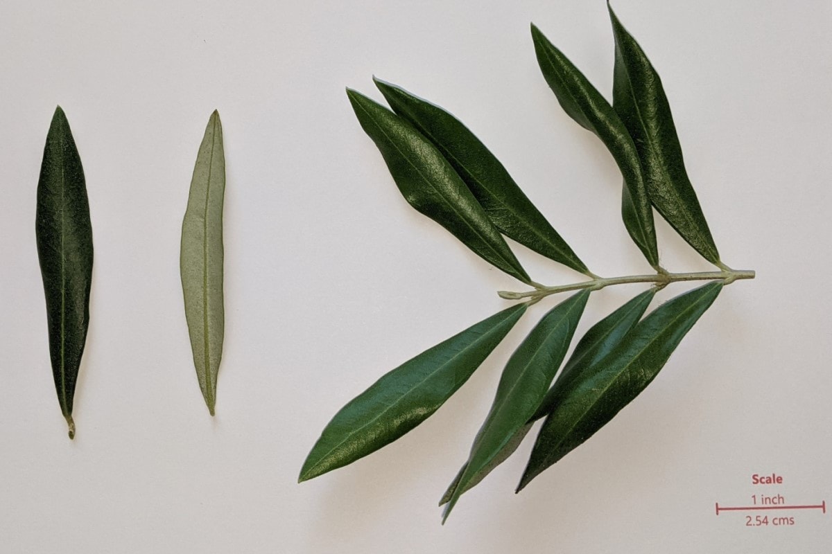 Olive tree allergy a complete guide w/ photos. » Allerma™