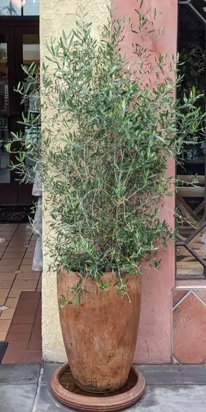 3 feet tall olive shrub