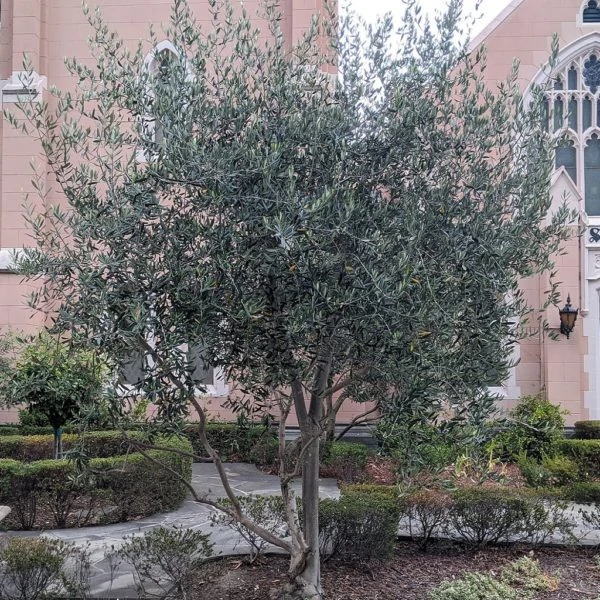 12 feet tall Olive tree