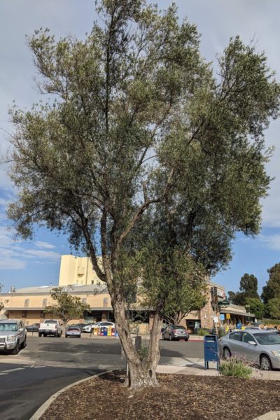 30 feet tall olive tree