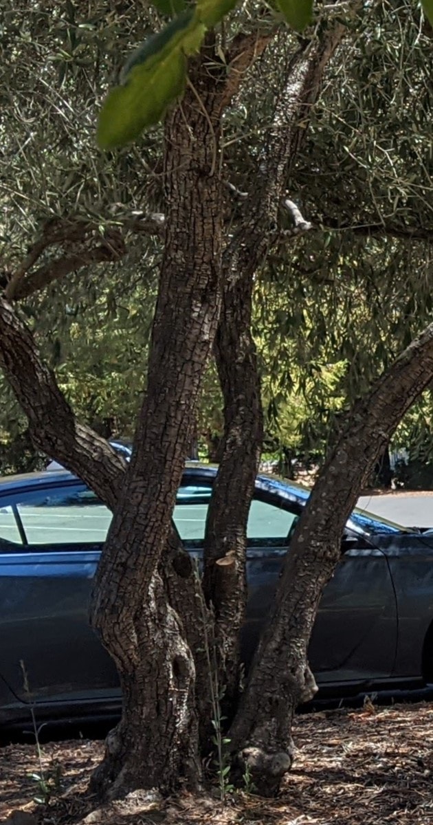 Olive tree allergy a complete guide w/ photos. » Allerma™