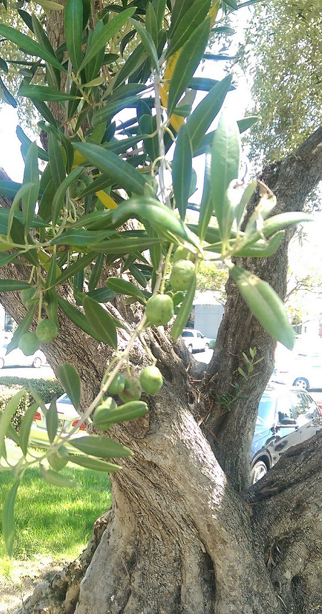 Olive tree allergy a complete guide w/ photos. » Allerma™