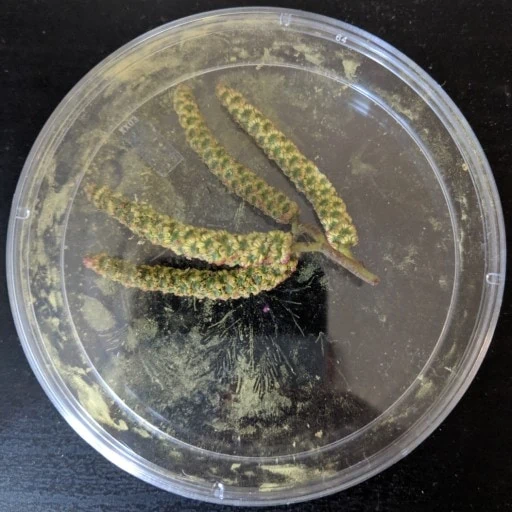 petri dish with four catkins of alder with yellow pollen dust around it
