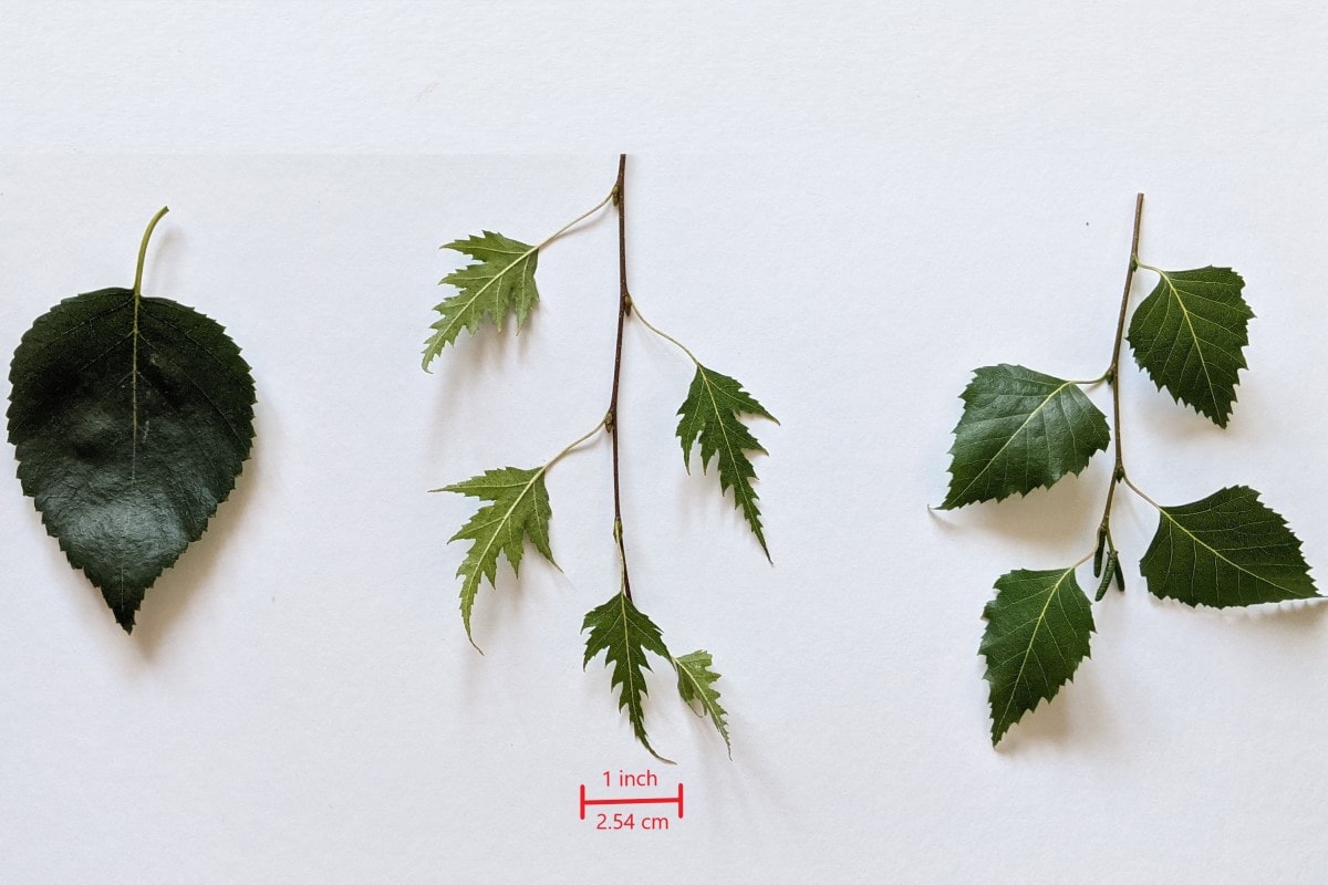 Birch tree allergy (Betula) a complete guide w/ photos. » Allerma™