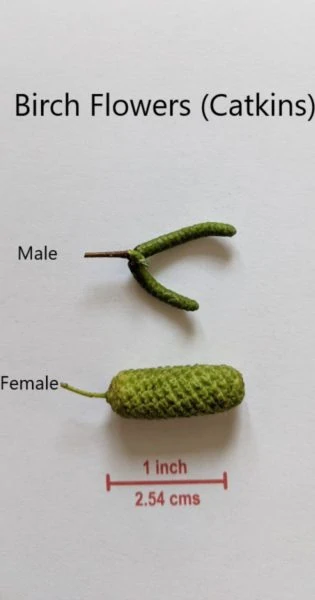 male and female catkins around one inch long