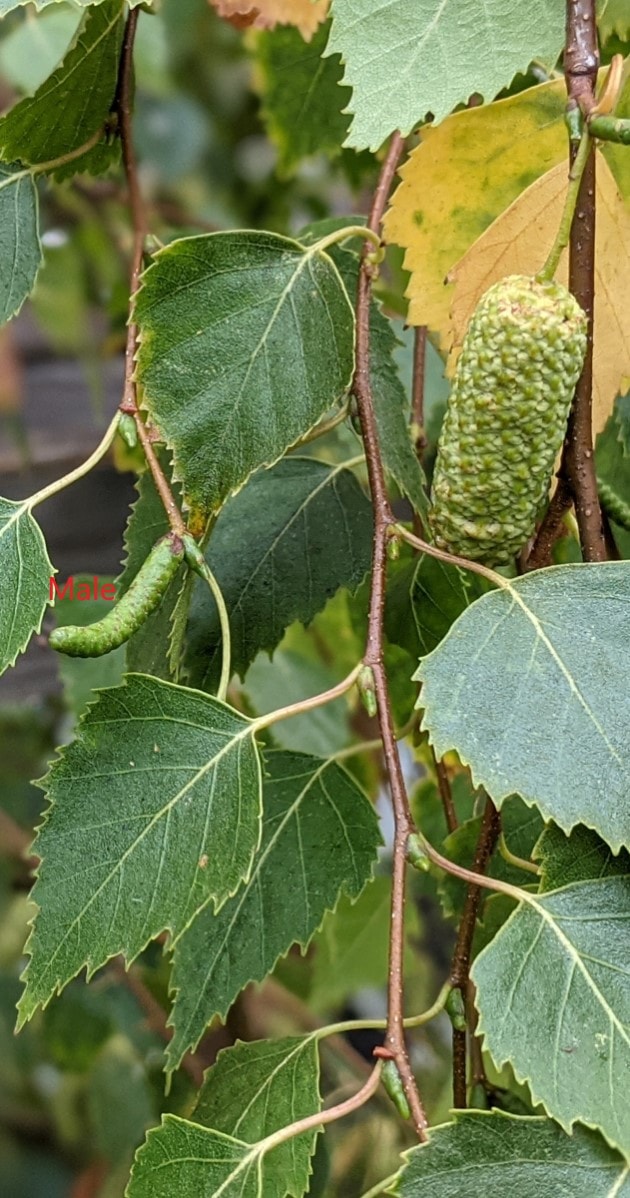 Birch tree allergy (Betula) a complete guide w/ photos. » Allerma™