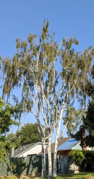 60 foot tall European white birch