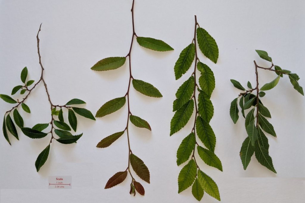 Chinese elm leaves