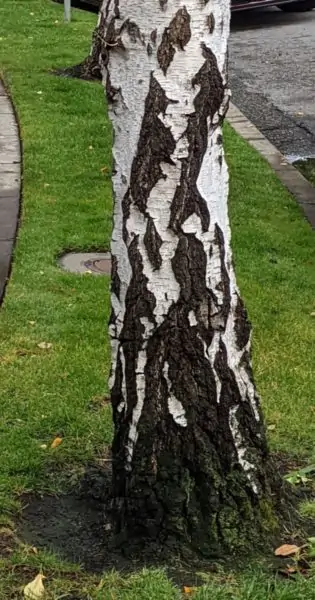 white and grey tree trunk