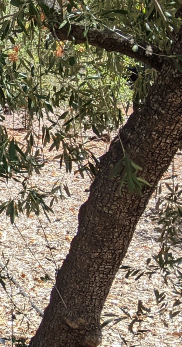 Olive tree allergy a complete guide w/ photos. » Allerma™