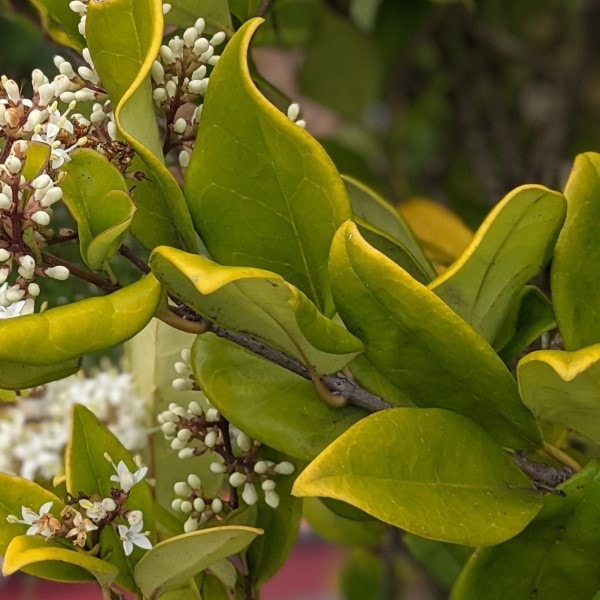 Yellow green leaves