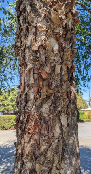 flaky brown and beige tree trunk