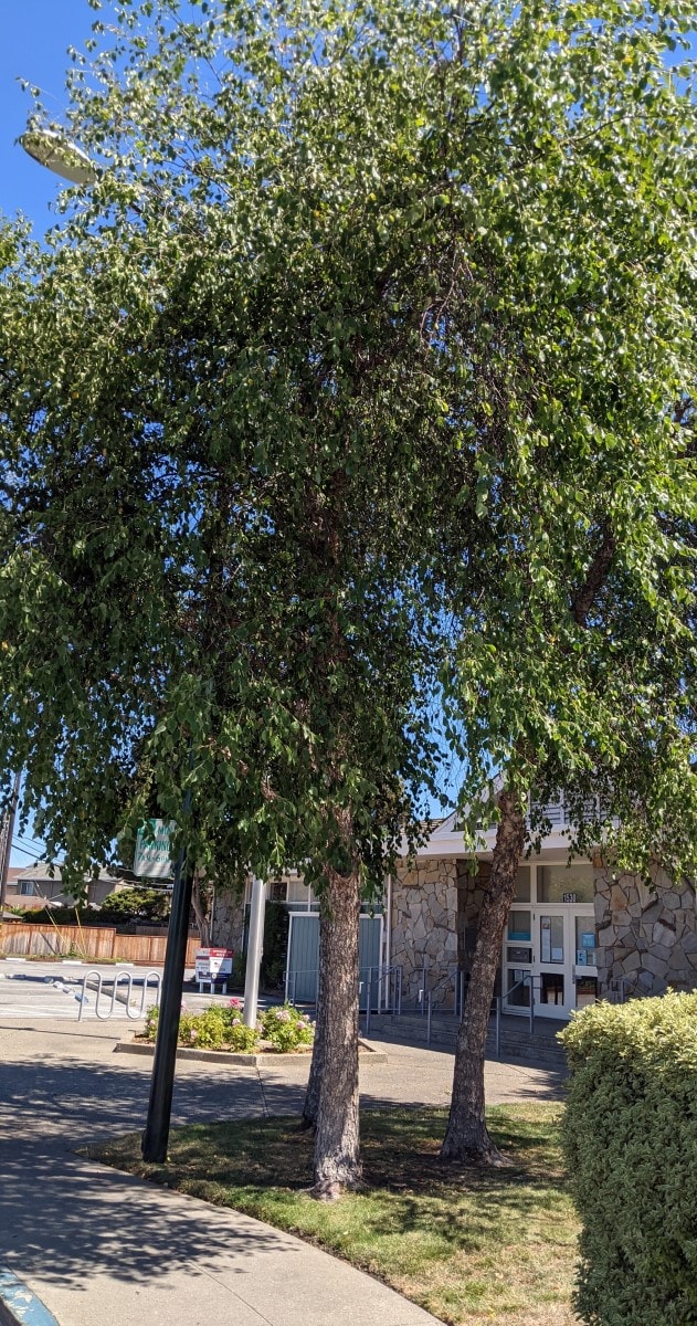 Birch tree allergy (Betula) a complete guide w/ photos. » Allerma™