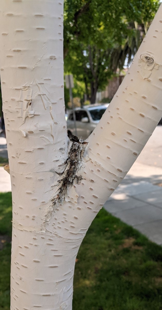 Birch tree allergy (Betula) a complete guide w/ photos. » Allerma™