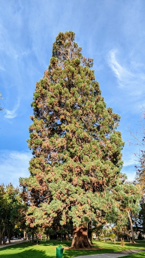 a pyramid shaped tree with green foliate with some brown spots.