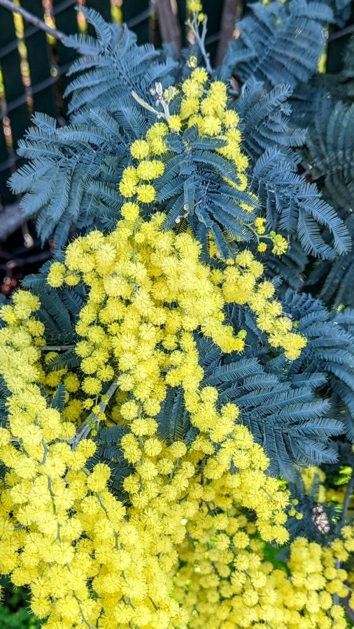 Bright yellow inflorescence among compound green leaves are source of acacia allergy