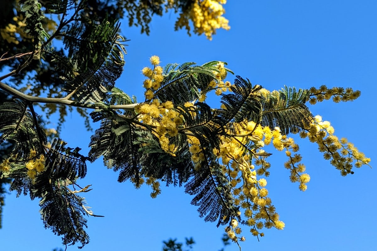green compound leaves and yellow inflorescence of acacia with blue sky in the background
