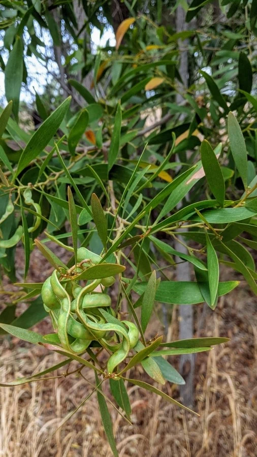 a few green legumes hanging among narrow green leaves of acacia