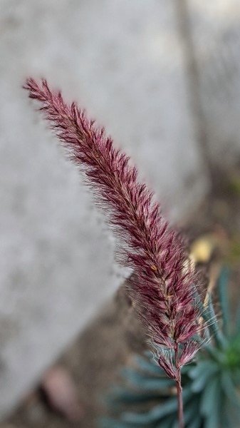 purple colored brush like inflorescence.