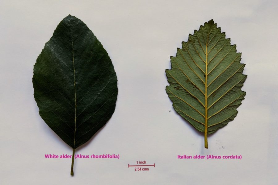 two green leaves serrated and oval shaped.