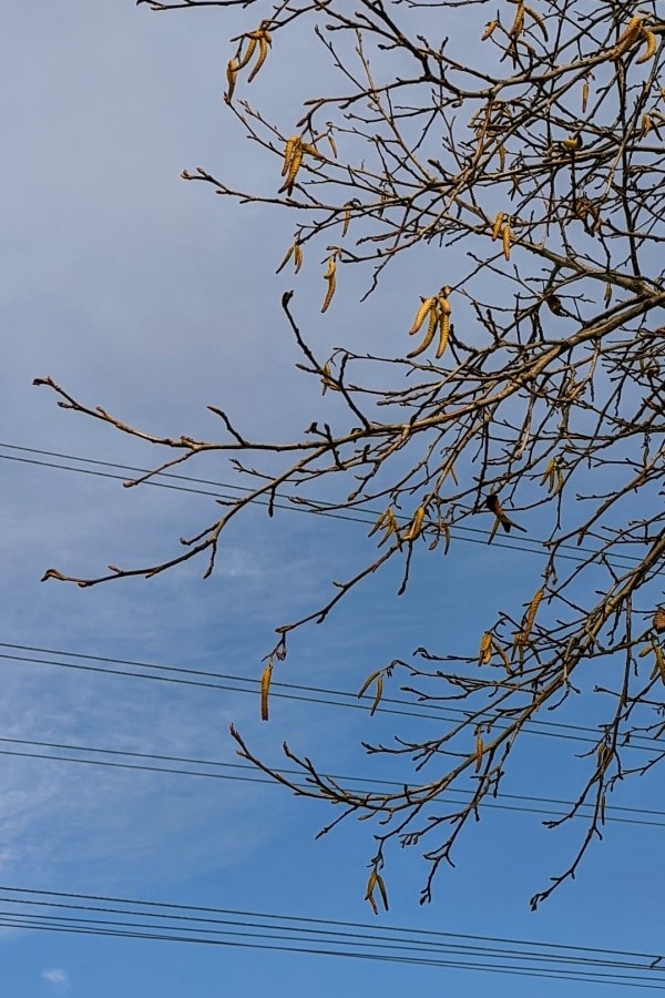 several tree branches which do not have any leaves but have a few yellow slender 3 inch catkins hanging on them.