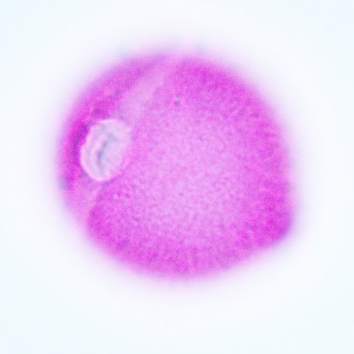 a pink colored round ball with a lighter colored furrow and pore in the center of furrow.