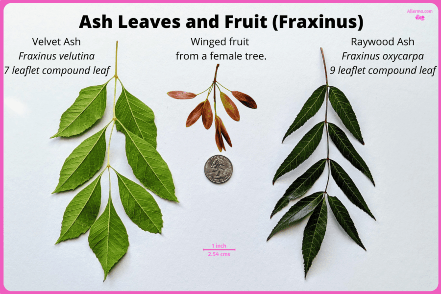 Two set of ash tree leaves, one yellow green with 7 leaflets, the other with dark green leaves and 9 leaflets. Picture also show thin purple colored fruit.