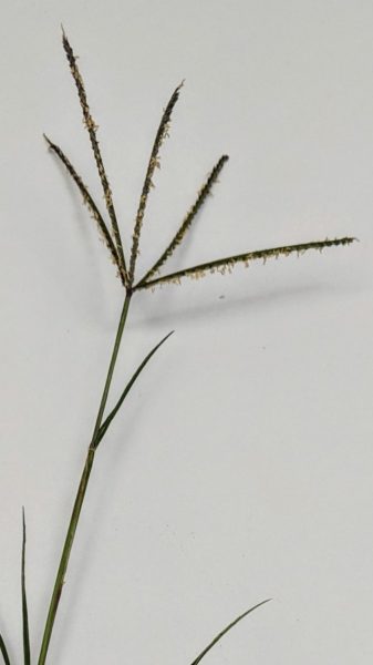five pronged inflorescence of Bermuda grass