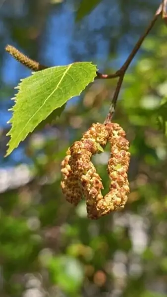 three brown yellow mature catkins hanging from a twigof birch flanked by one green leaf.