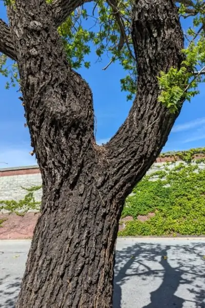 A dark brown stout trunk that is at least 3 feet wide. It branches out at 5 feet.