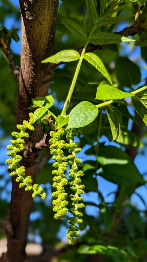 Walnut pollen allergy (Juglans) a quick guide w/ photos. » Allerma™