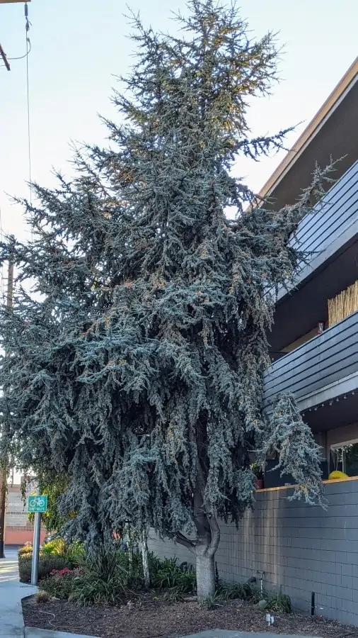 A bluish green tree, about 35 feet tall. Spruce is of Pinaceae family
