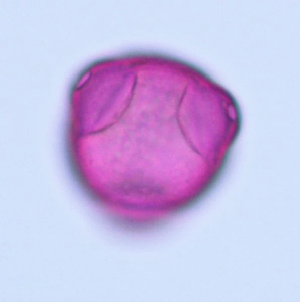 a pollen with three pores in fuchsin color