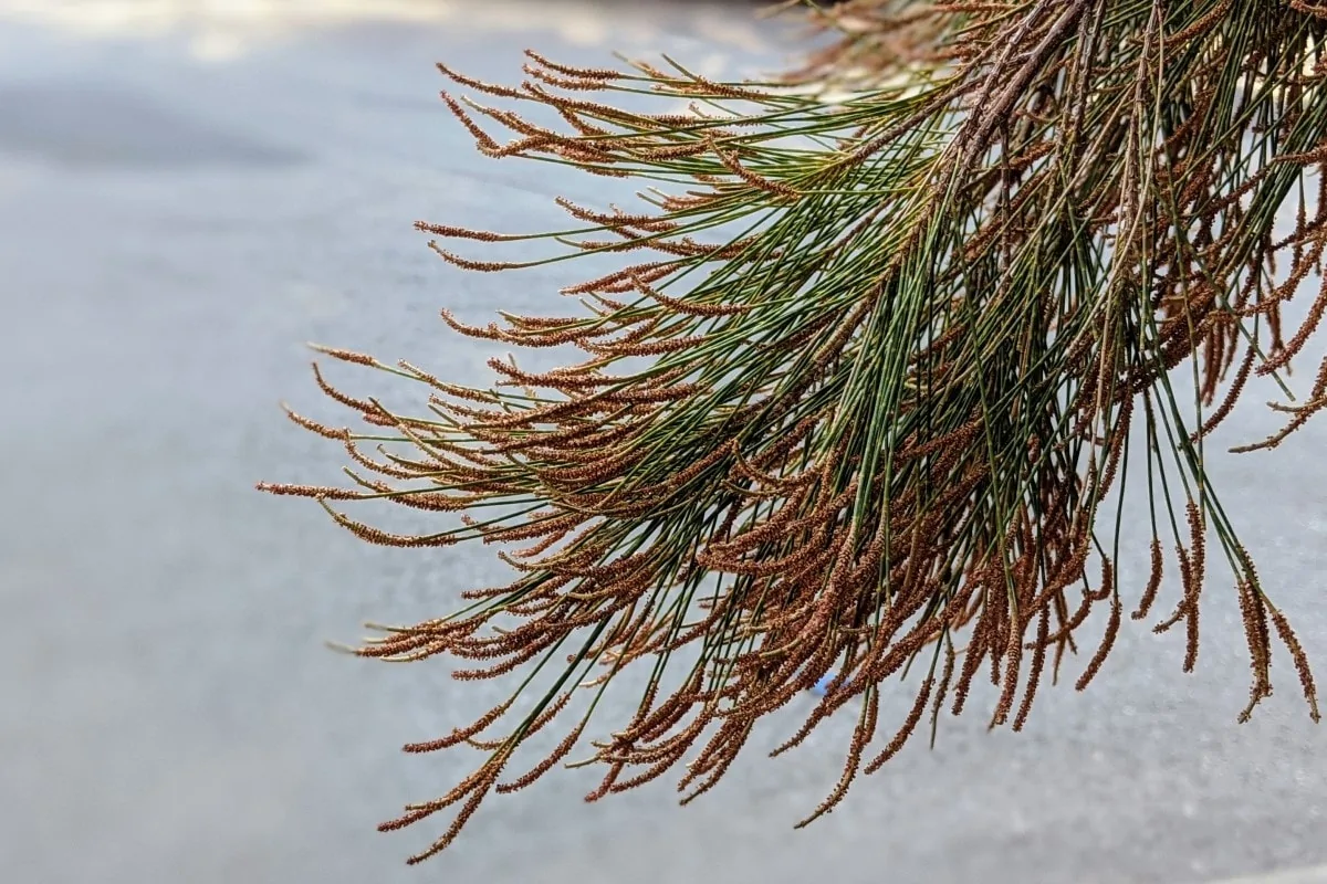 a bunch of green stems of casuarina with brown brush like tips.