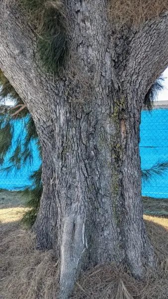 a four feet wide gray tree trunk