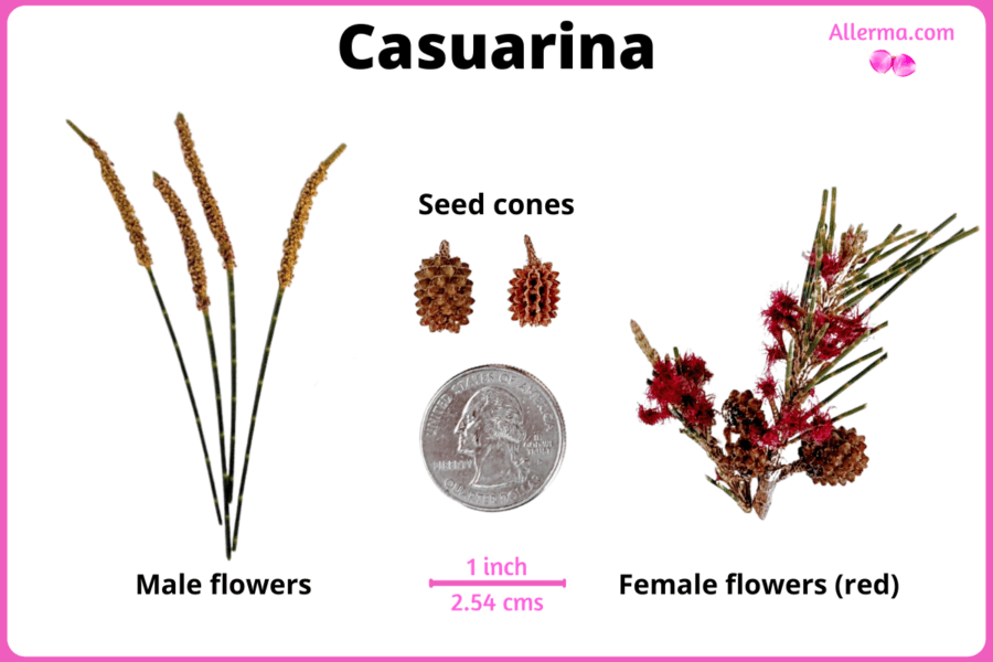 on the left, yellow brown thin brush like male flowers, in the middle we have small seed cones, on the right small red flowers of casuarina
