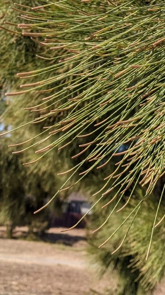 slightly brown tips of green needle like stems of Casuarina
