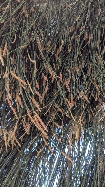 yellow brush like tips of green needle like leaves are responsible for the Casuarina tree allergies.