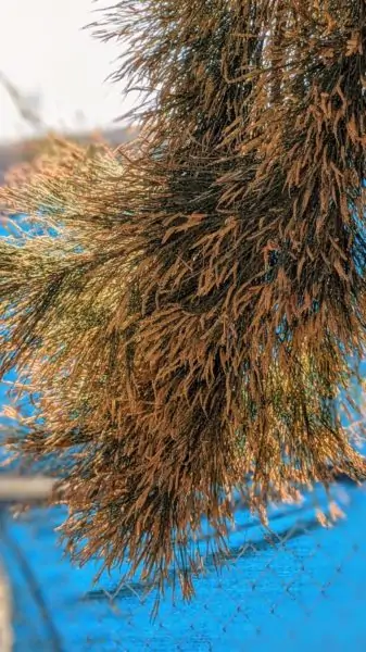 yellow brown catkins on the tips of needle like green leaves are the source of casuarina allergies.