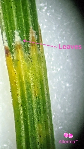 teeth like white green leaves on a green stem.