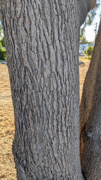 gray bark on a tree trunk