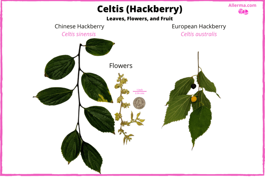 two set of leaves, one of which has two small pea sized fruit. One berry is orange the other is black. The leaves have sharp teeth like edges. In the middle our spring flowers that are small yellow furry balls.