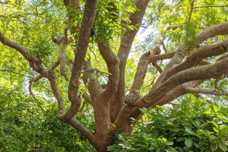 miniature chinese elm