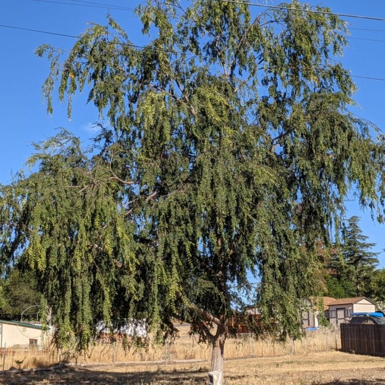 Chinese elm allergy a complete guide w/ photos. » Allerma™